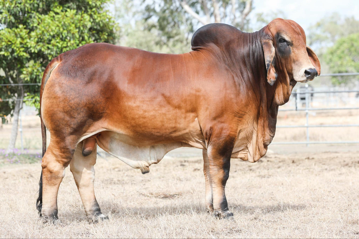 KANDOONA BARBOSSA 16226 (S) # 1050084