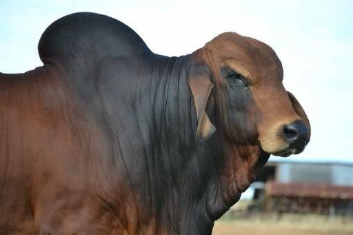 NIOKA PABLO (PP) #1012094