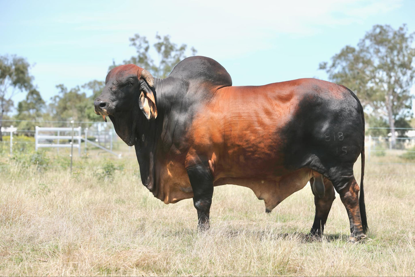 NIOKA PETER PAN (S) #1050064