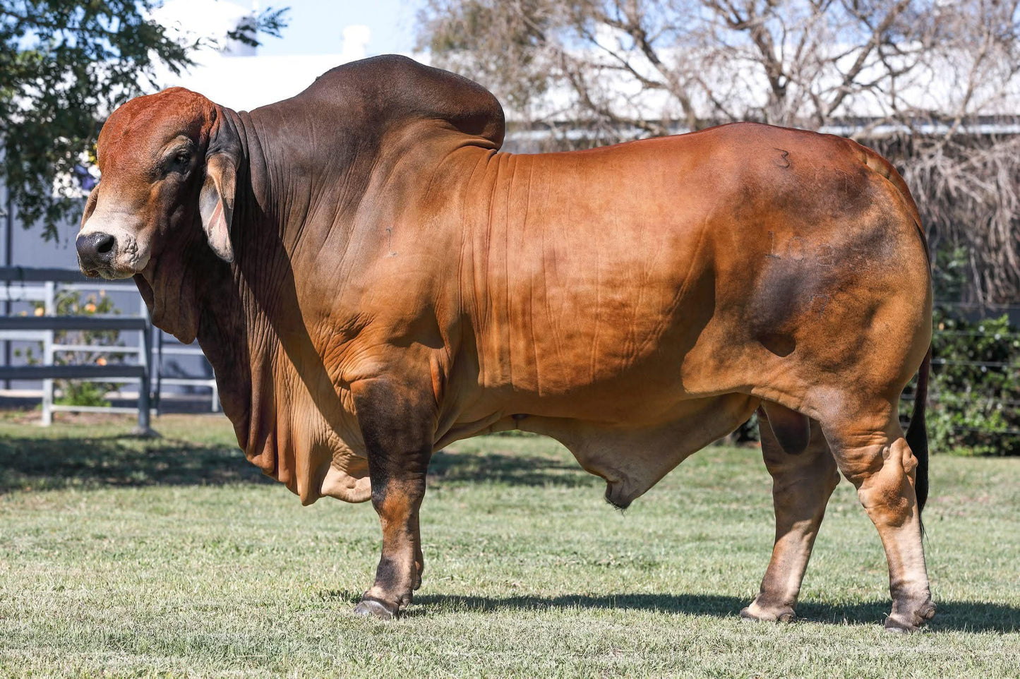 ELMO PICASSO 1023/7 (PP) #1065827