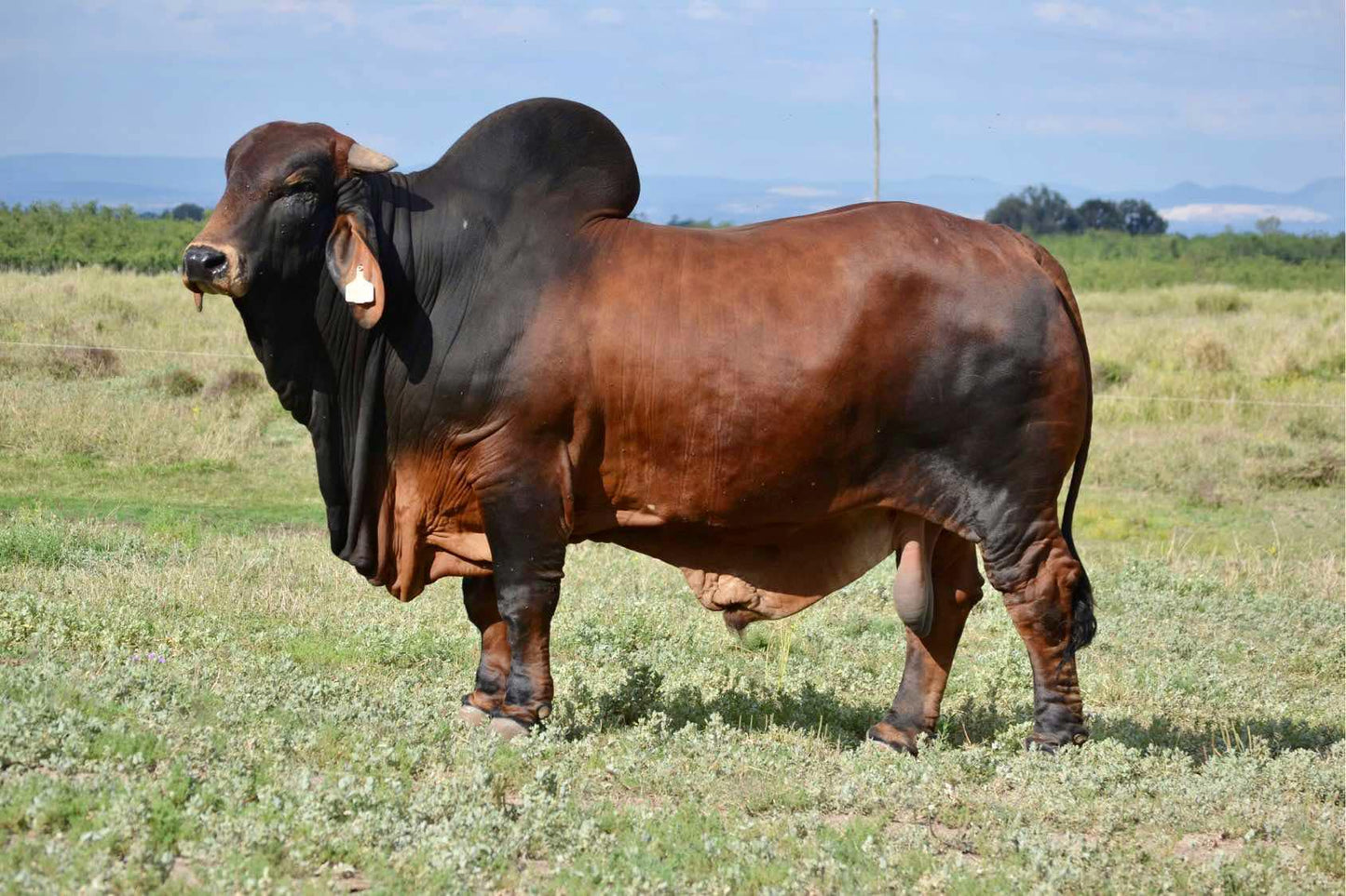 NIOKA RADAR (S) #1043555