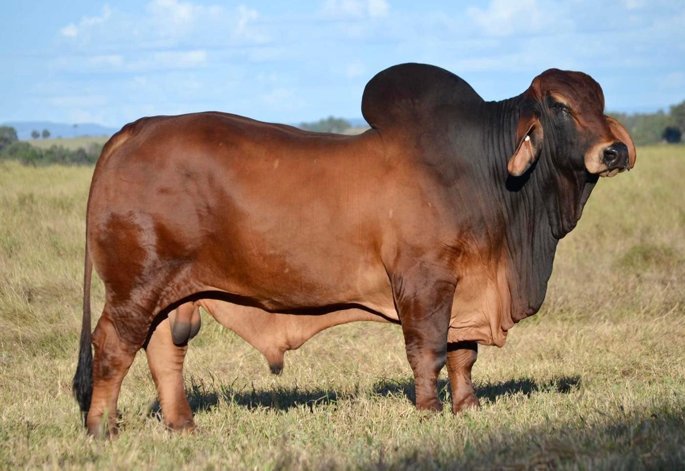 NIOKA SWITCH 1141 (S) #1050070